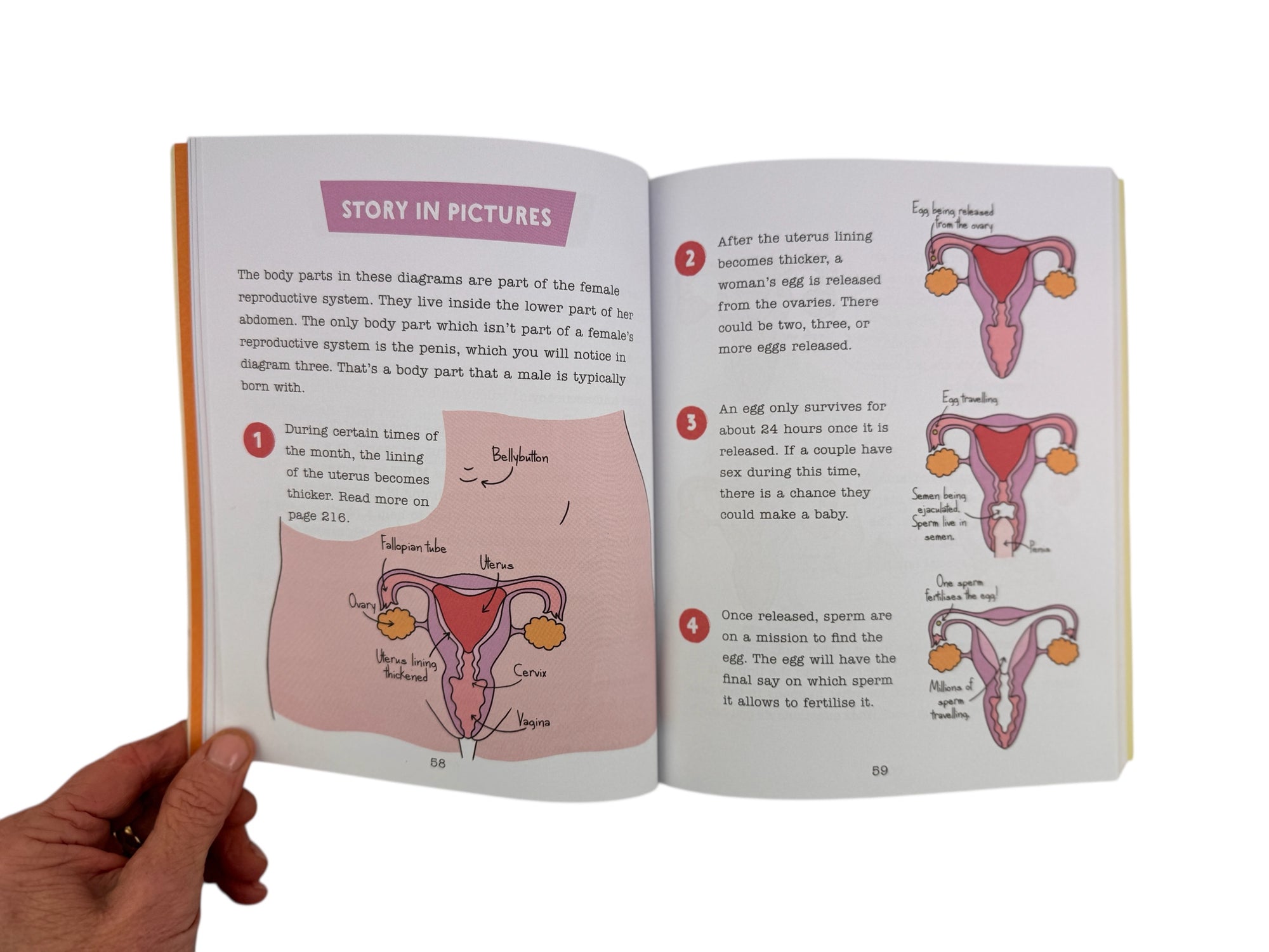 Where Do Babies Come From?