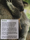 a picture of a koala and text below it